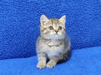 TESLİME HAZIR MÜKEMMEL BİR BRİTİSH PONÇİK 