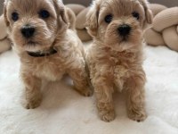 Maltipoo Yavrularımız