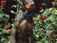 Kızıl doberman sevenlere