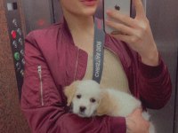 Bal gibi bir cavalier king charles evlat