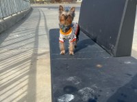 İstanbul Beylikdüzü Yorkshire Terrier