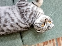 Sevgi pıtırcığı scottish fold