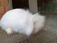 Teddy lop damızlık tavşanlar