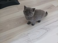 British shorthair dişi