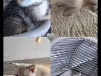 Yeni yuvalarını arıyoruz scottish fold
