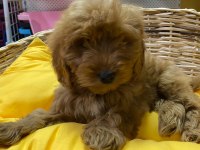İSTANBUL KÖPEK ÇİFTLİĞİ GERÇEK COCKAPOO YAVRULAR