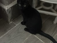 Acil kedimizi sahiplendirmek