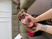 Tatlı maltipoo kızım