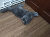 British Longhair Ücretsiz