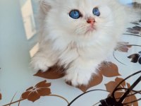 Ev üretimi kedi yavrumuz longhair