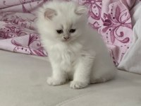 Safkan kediler, sağlık ırk garantili