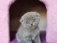 Ruhsatlı Resmi İşletmeden Taksit Avantajıyla Scottish Fold