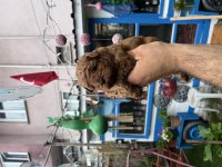 Orijinal toy Poodle yavrularımız