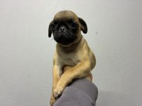 Irk Ve Sağlık Garantili Pug