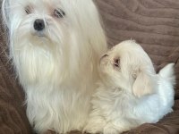 MALTESE YAVRULARIMIZ