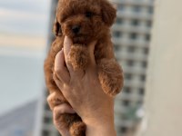 Micro teacup Korea Poodle köpeğimiz