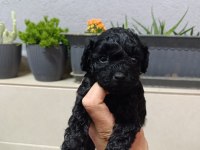 Black Toy Poodle Bebeklerimiz