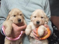 Küt Burun Golden Retriever Bebekler