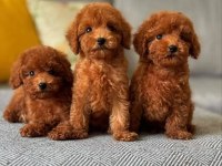 Kıpkırmızı maltipoo bebekler yeni evine gitmeye hazır