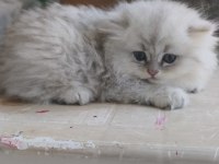 50 GÜNLÜK ERKEK BRİTİSH LONGHAİR