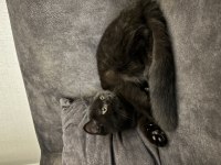 Ücretsiz erkek british shorthair