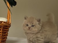 Safkan British Kızlarım