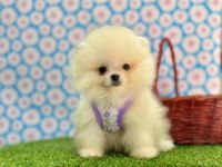 Safkan Pomeranian Boo Bebekler