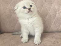 Silver Scottish Fold Bebeğim