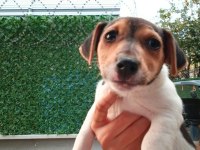 Sevimli yavru köpekler