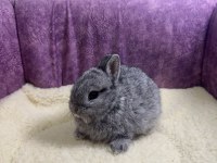 Cüce Netherland Dwarf Yavru Tavşanlar