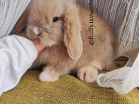 SARI / KARAMEL BEYAZ HOLLANDA LOP TAVŞANI ÇİFT RENKLİ
