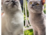 British Shorthair Bluepoint Lilac Kedi Yavruları Adana