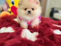 Mini boy prenses pomeranian