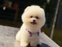 Pamuk Şekeri Pomeranian Boo