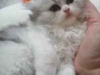 2 aylık chinchilla yavrularımız yeni yuvalarını arıyor