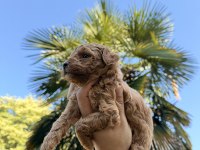 RED BROWN TOY POODLE YAVRUMUZ YENİ YUVASINA HAZIR