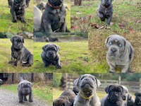 %100 orjinal cane corso yavrular kredi kartı geçerlidir