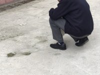 Maltese köpüş