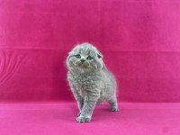 Safkan British Shorthair Yavrularımız