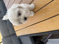 Maltese terrier 2 aylık