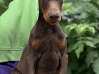KIZIL KİNG DOBERMAN YAVRU