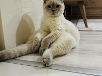 Scottish fold ömürlük yuvasını arıyoruz