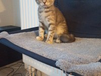 1 aylık cins kedi