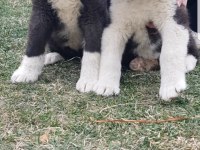 Safkan dişi Amerikan Akita