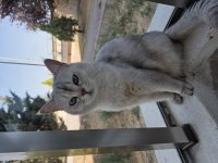 British Shorthair Kedimiz