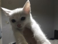 2 aylık ankara kedisi acil sahiplendirme
