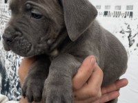 Dev panter blue cane corso yavruları