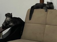 6 Aylık safkan Scottish Fold evde üretim