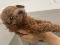 Toy Poodle Köpeğimiz