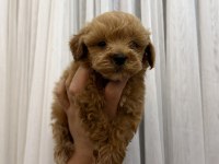 Teacup Kore Maltipoo yavrusu